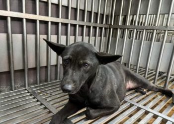 板橋動物之家有什麼服務?(寵物認養與照顧指南全解析!)