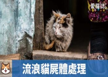 動物屍體處理正確流程?環保署教你這樣做最安心