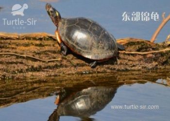 烏龜死掉會有味道嗎?飼主必知處理注意事項