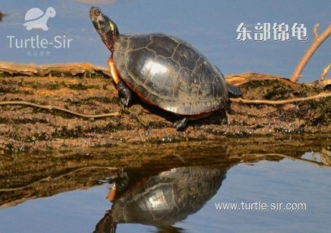 烏龜死掉會有味道嗎?飼主必知處理注意事項