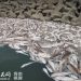 死魚原因大解析:從魚類死亡處理學會預防養殖危機
