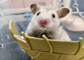 寵物登記死亡除戶問題多?專家解惑全攻略!