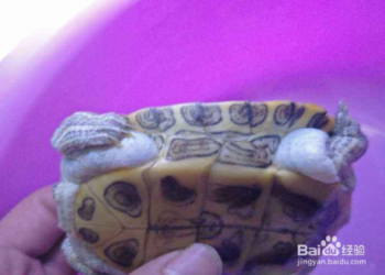 全面解讀烏龜死掉的樣子,資深飼主實用建議分享!