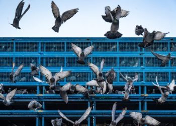 鴿子死掉怎麼處理才正確?避免錯誤學會這7招有效方法!