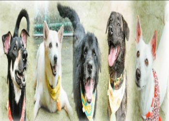 寵物登記證辦多久?縮短時間的實用小撇步!