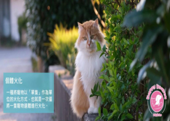 寵物火化怎麼做?五個步驟輕鬆完成送別儀式!