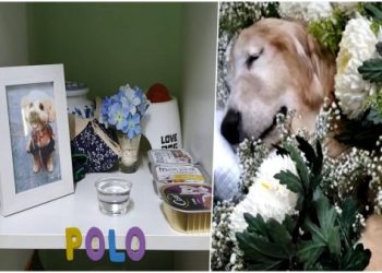 找寵物殯葬業注意啥?內行人提醒4大地雷別踩!