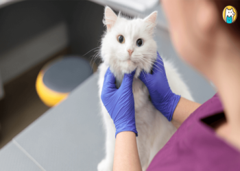 寵物登記費用包含啥?詳細項目清單一次說清楚!