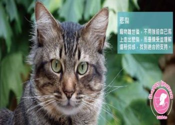 寵物往生後怎麼安排?完整後事處理實用指南