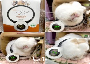 寵物刺青怕後悔?過來人經驗教你避開3大雷點!