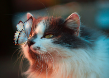 流浪貓死掉怎麼處理?專家教你4點衛生處理步驟!