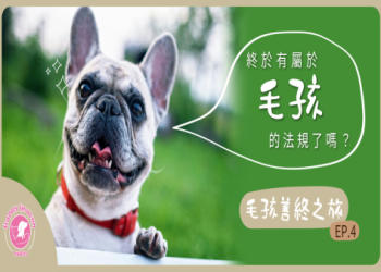 小寵火化服務哪家好?精選3間優質機構推薦