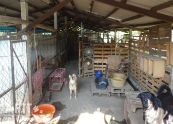 屏東流浪狗收容所需要哪些幫助(捐贈物資與方式推薦)