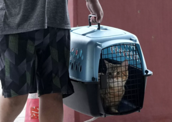 寵物登記注意事項!避開法規罰則的關鍵要點