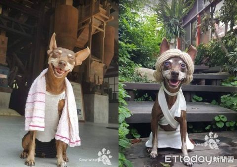 寵物過世日紀念如何做才溫暖(分享小貼士感動彼此心)