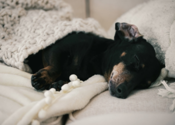 寵物火化骨灰怎麼選?5個步驟教你輕鬆做決定!