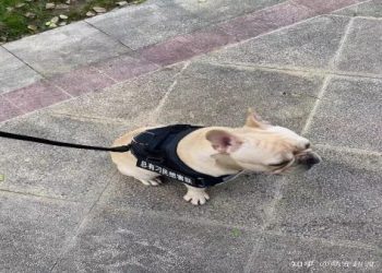 愛犬往生後真的會回來嗎?從託夢到感應的真實故事解析