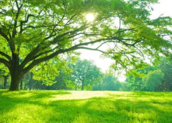 寵物火化樹葬流程有哪些?(簡單步驟家屬必懂)