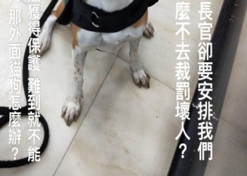 哪裡辦理狗狗身份證最方便?推薦這幾家優質服務公司