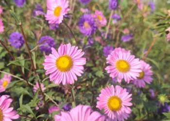 寵物墓園怎麼選才合適?關鍵指標一次弄懂指南!