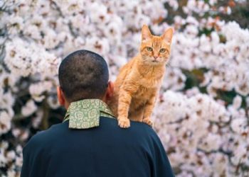 寵物生命禮儀費用多少(省錢攻略一次掌握)