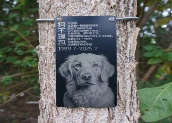 寵物樹葬是什麽?專家解答所有常見疑問!