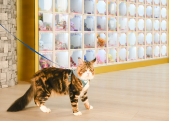 真愛寵物紀念花園推薦!溫暖設計讓毛孩安息