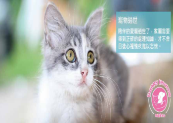 寵物離開怎麼辦?火化搭配紀念玩具的療癒方式