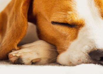 哪裡找專業寵物毛髮紀念服務?比對這幾家評價!