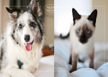 寵物保險比較怎麼做?(5步驟新手輕鬆掌握秘訣!)