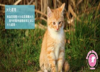 去寵物靈骨塔禁忌有哪些?這幾個重點必須知道