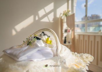 寵物禮儀該怎麼做?完整告別流程步驟教學在這裡!