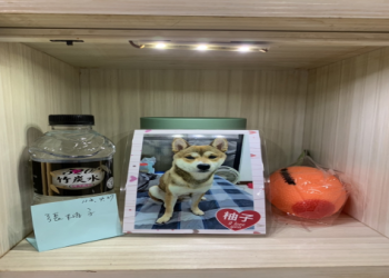 寵物移塔位常見問題有哪些?達人實例經驗一次解答