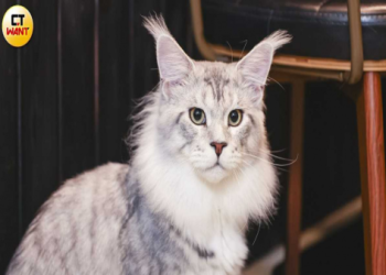 為什麼需要寵物天堂紀念館?給毛小孩最後的溫暖歸宿!