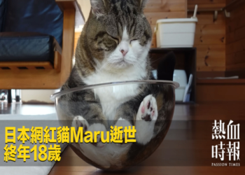 路上遇到死貓代表什麼?民俗專家破解真相在這!