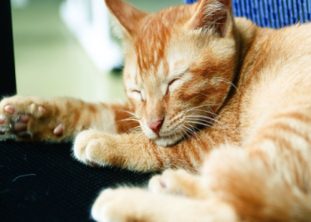 政府規定寵物要晶片嗎?飼主必知的法規重點!