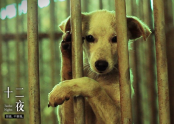 認養代替購買好處在哪(板橋動物收容所感人領養故事)