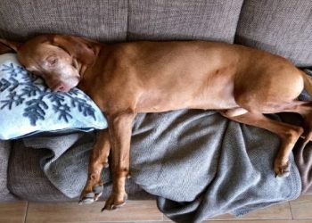 宜蘭狗狗火化後骨灰量異常？業者補查與處理方式