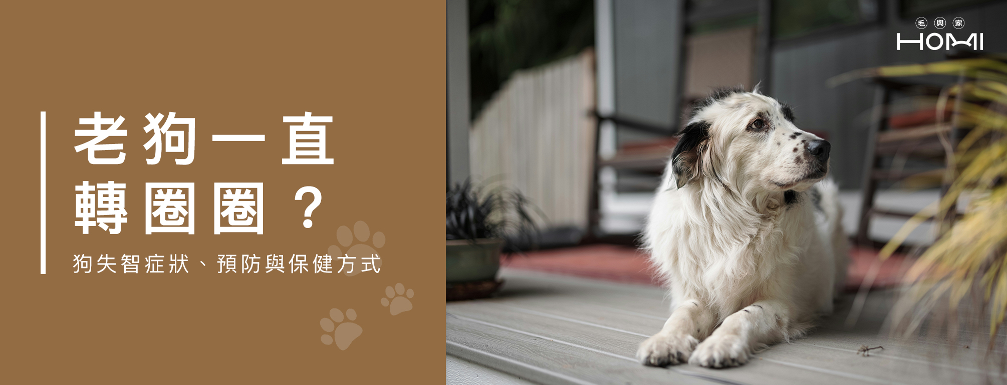 老年犬健康警訊:老狗一直走來走去時的應對策略