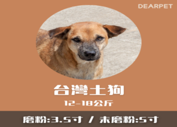 寵物骨灰盒尺寸怎麼選？從倉鼠到大型犬的選購指南