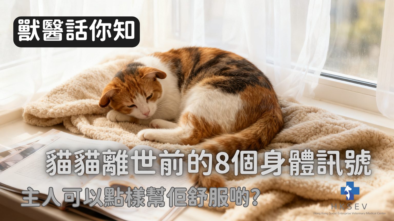 貓咪死後會回來嗎?5個真實徵兆教你判斷牠們在身邊!