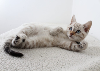 如何判斷貓咪是否感染狂犬病？認識關鍵症狀與風險評估