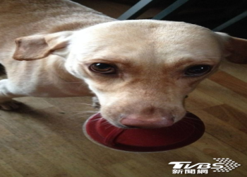 公益再陞級！ 臺灣寵物殯葬業者聯合擴大「流浪動物善終計畫」，確保體面告別不缺席