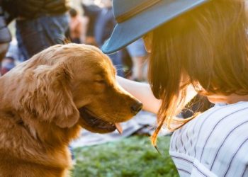 寵物骨灰放家裡5大禁忌：避免觸犯傳統習俗與空間規劃誤區