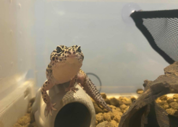 蜥蜴特寵火化溫度？高雄爬蟲類特殊處理標準