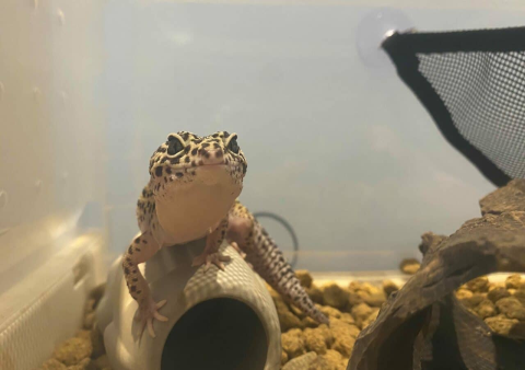 蜥蜴特寵火化溫度?高雄爬蟲類特殊處理標準