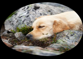 寵物善終新選擇：環保水化殯葬如何取代傳統火化？