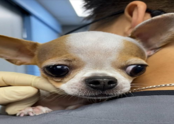 如何在狗狗臨終時為牠減輕痛苦？藥物與舒適護理方法