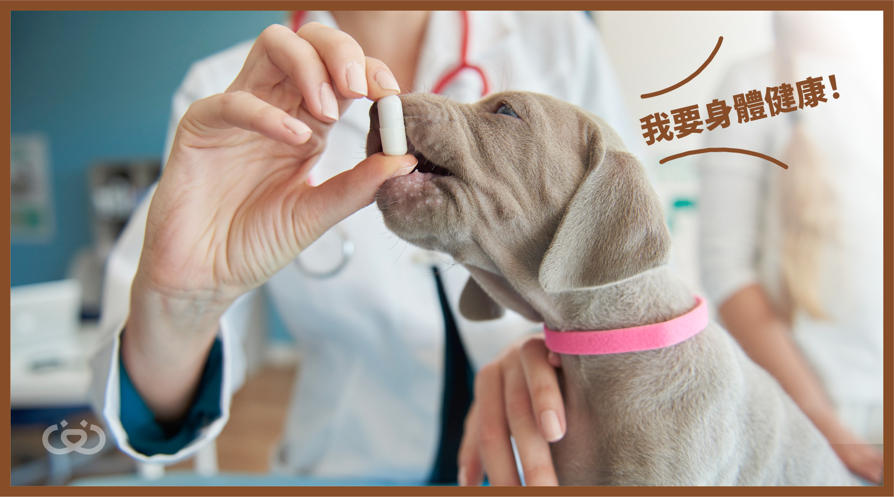 如何選擇臨終寵物營養補充品 | 獸醫推薦簡單選購訣竅