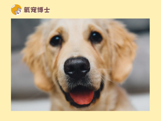 狗狗站不穩常見問題解答,專家建議實用應對指南